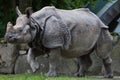 Indian rhinoceros Rhinoceros unicornis. Royalty Free Stock Photo
