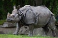 Indian rhinoceros Rhinoceros unicornis. Royalty Free Stock Photo