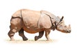 The Indian Rhinoceros.