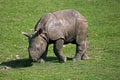 INDIAN RHINOCEROS rhinoceros unicornis, CALF STANDING ON GRASS Royalty Free Stock Photo