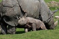 INDIAN RHINOCEROS rhinoceros unicornis, FEMALE WITH CALF Royalty Free Stock Photo