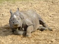 Indian rhinoceros lying on ground Royalty Free Stock Photo