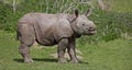 Indian Rhinoceros, rhinoceros unicornis, Male Calf Royalty Free Stock Photo