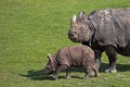 INDIAN RHINOCEROS rhinoceros unicornis, MOTHER WITH CALF Royalty Free Stock Photo