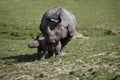 Indian Rhinoceros, rhinoceros unicornis, Mother with Calf Royalty Free Stock Photo