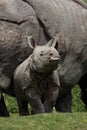 Indian Rhinoceros, rhinoceros unicornis, Mother with Calf Royalty Free Stock Photo