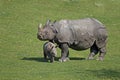Indian Rhinoceros, rhinoceros unicornis, Mother with Calf Royalty Free Stock Photo