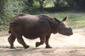 Indian Rhinoceros walking in a mid day Royalty Free Stock Photo