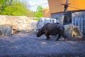 Indian rhinoceros in Wroclaw Zoo, Poland; also called the greater one-horned rhinoceros and great Indian rhinoceros and Rhinoceros Royalty Free Stock Photo