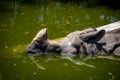 The Indian rhinoceros (Greater one-horned rhinoceros) swimming