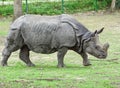 An Indian rhinoceros at the zoo Royalty Free Stock Photo