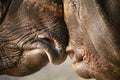 Indian Rhinos rubbing noses