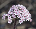 Indian Rhubarb