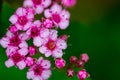 Indian rhubarb flowers