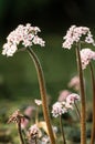 Indian Rhubarb