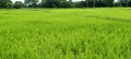 Indian Rice tree from fields.