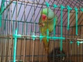 Indian ring neck parrot eating almonds Royalty Free Stock Photo