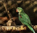 Indian ring neck parrot on the top of a tree trunk with food on her beakn his favr