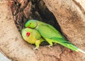 Indian Ring-necked Parakeet or Parrot Royalty Free Stock Photo