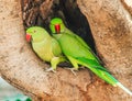 Indian Ring-necked Parakeet or Parrot Royalty Free Stock Photo