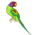 Indian ringed parrot ozherelovy parrot. Vector illustration