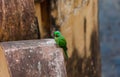 Indian ringed parrot Royalty Free Stock Photo