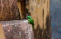 Indian ringed parrot