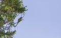 Indian ringed parrot sitting on a tree branch