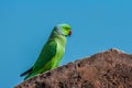 Indian ringed parrot sittingon the stone wall