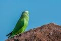 Indian ringed parrot sittingon the stone wall