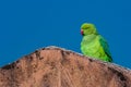 Indian ringed parrot sittingon the stone wall