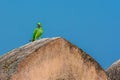 Indian ringed parrot sittingon the stone wall