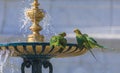 Indian ringed parrots drink water and bathe in the city fountain