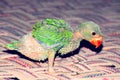 Indian Ringneck baby parrot with blue background