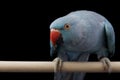 Indian Ringneck Parakeet Royalty Free Stock Photo