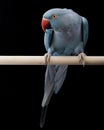 Indian Ringneck Parakeet Royalty Free Stock Photo