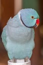 Indian Ringneck Parakeet