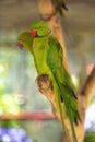 Indian Ringneck parakeet, a green parrot