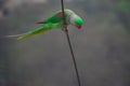 Indian ringneck parrot dancing on cable wire Royalty Free Stock Photo