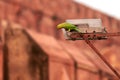 Indian ringneck parrot green feathering on lamppost near Agra Red Fort, green rose ringed parakeet