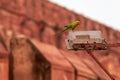 Indian ringneck parrot green feathering on lamppost near Agra Red Fort, green rose ringed parakeet