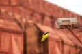 Indian ringneck parrot green feathering takes off lamppost Agra Red Fort background