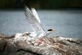 Indian river tern