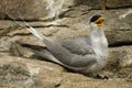 Indian River Tern Royalty Free Stock Photo