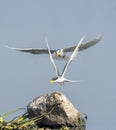Indian river tern pair