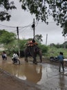 Indian road with peoples and animals pet