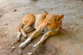 Indian Road Side Dog Sleeping In A Shadow.