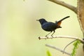 Indian robin bird in Minnerya, Sri Lanka