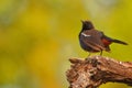 Indian robin bird, natural, nature, wallpaper