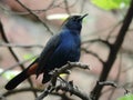 Indian robin on branch, Axicoloides fulicatus, Amaravati,